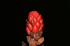 Renealmia thyrsoidea