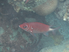 Sargocentron caudimaculatum