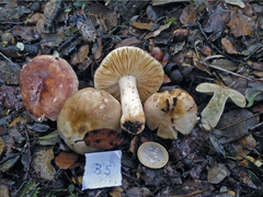 Russula