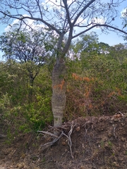 Ceiba insignis