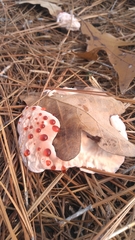 Hydnellum peckii