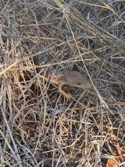 Gerrhonotus infernalis