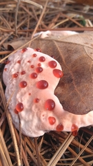 Hydnellum peckii