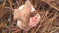 Hydnellum peckii