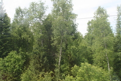 Betula pendula