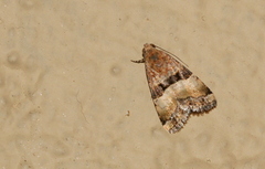 Pseudozarba opella