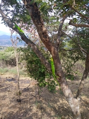 Polychrus peruvianus