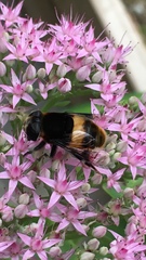 Phytomia