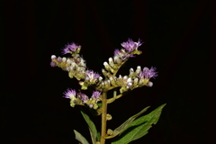 Cyrtocymura scorpioides