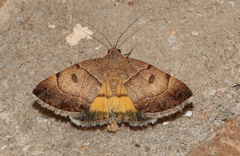 Plecopterodes moderata