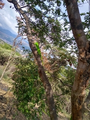 Polychrus peruvianus