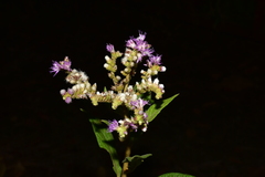 Cyrtocymura scorpioides