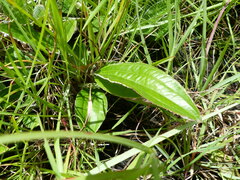 Helichrysum pedunculatum
