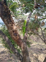 Polychrus peruvianus