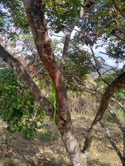 Polychrus peruvianus