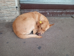 Canis familiaris