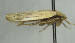 Ponana