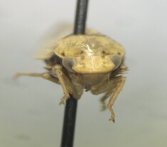 Ponana