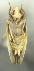 Ponana