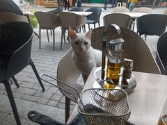 Felis catus