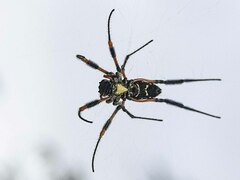 Trichonephila senegalensis