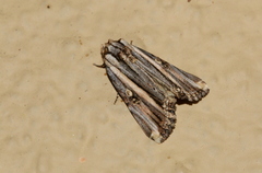 Anedhella rectiradiata