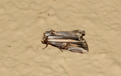 Anedhella rectiradiata
