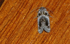Protarache melaphora