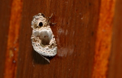 Protarache melaphora