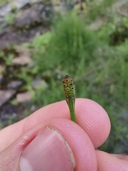 Equisetum ramosissimum image