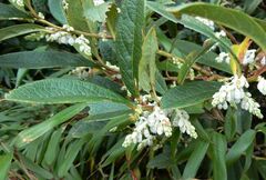 Leucothoe griffithiana