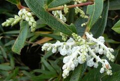 Leucothoe griffithiana