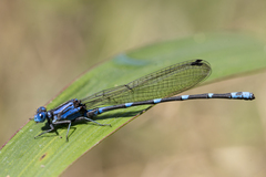 Argia serva