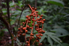 Chamaedorea pinnatifrons