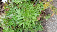 Artemisia verlotiorum