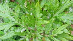 Artemisia verlotiorum