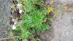 Artemisia verlotiorum