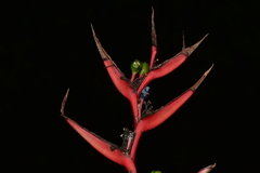 Heliconia hirsuta