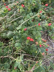 Malvaviscus arboreus