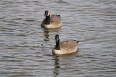 Branta canadensis