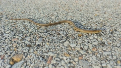 Ophisaurus attenuatus