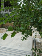 Bauhinia lunarioides