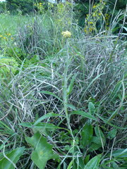Helichrysum pedunculatum