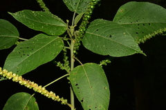 Acalypha macrostachya