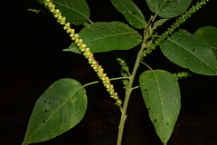 Acalypha macrostachya