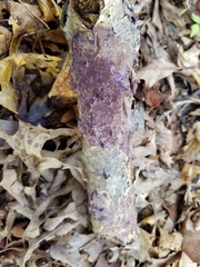 Terana