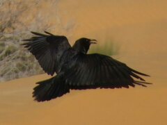 Corvus ruficollis