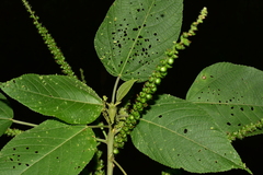 Acalypha macrostachya