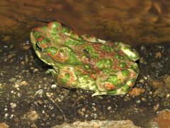 Bufotes boulengeri