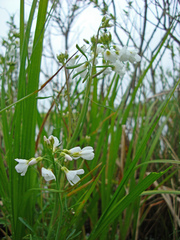 Cardamine dentata